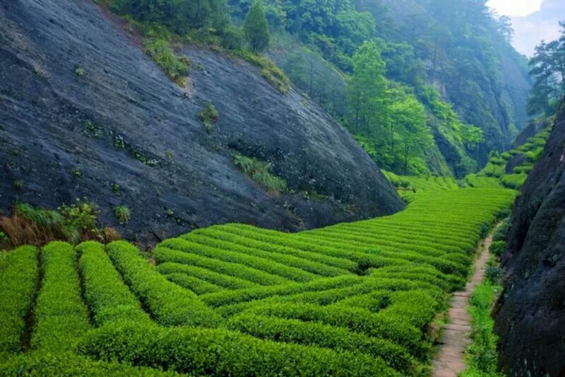 武夷岩茶