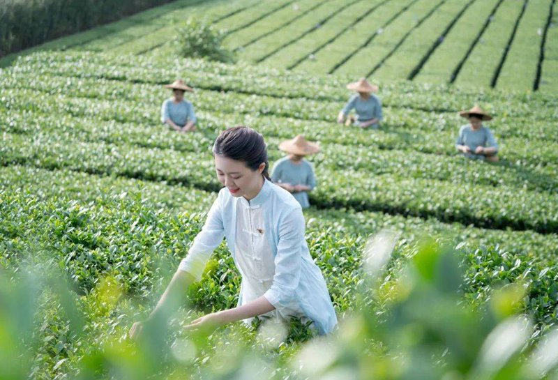 福建茶叶